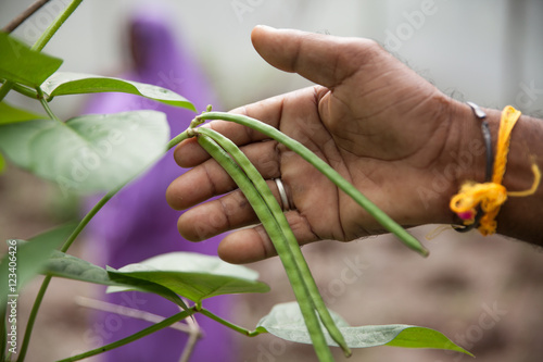 Hand of a man who is showing beans in a kitchen garden in Jharkhand, India