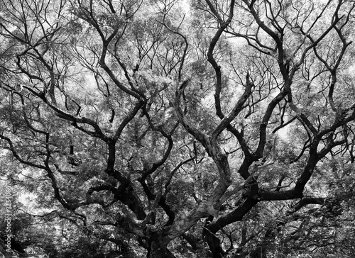 Branch tree with black and white tone