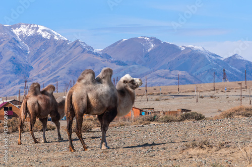 camel portrait graze mountains