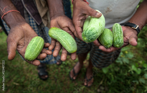 Farmers from Dhanwe Purana presents cucumbers which they grew in a dry region of Jharkhand, India