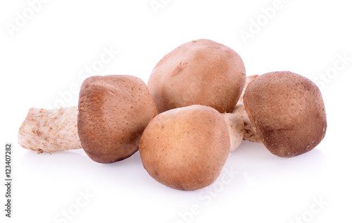 Shiitake mushroom on the White background