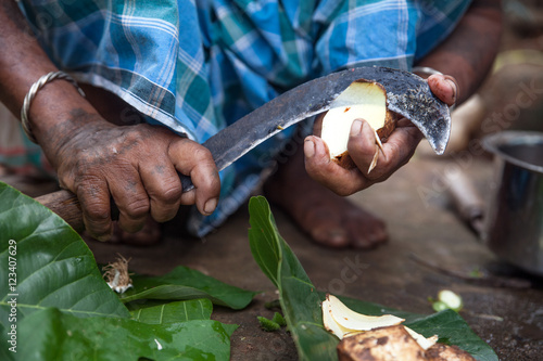 Indigenous Adivasi woman cuts an uncultivated potatoe with a sickle in Jharkhand, India