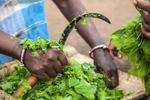 Woman cutting green leaves for a salad with a sickle in an indigenous Adivasi village in Jharkhand, India
