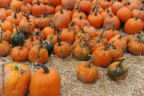 pumpkins on the farm field in harvest season