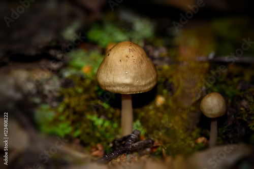 toadstool mushroom forest closeup