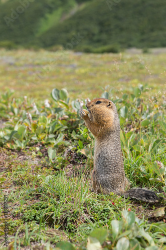Arctic ground squirrel at foot of volcano on Kamchatka.