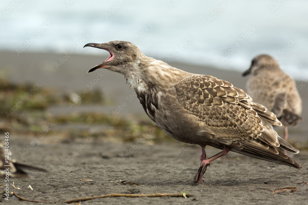 Pacific Gull shows aggression on ocean. Pacific Gull shows aggression on ocean.