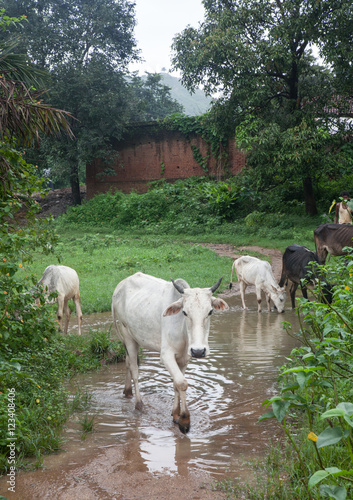 Cows crossing a puddle in a village of Jharkhand, India