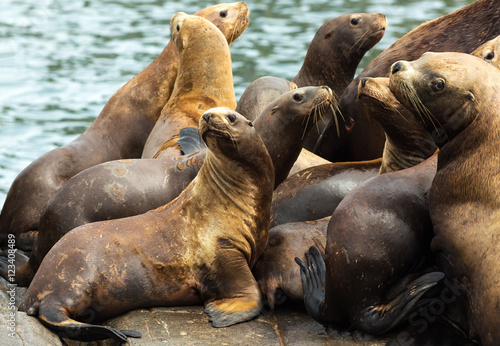 Rookery Steller sea lions. Island in Pacific Ocean near Kamchatka Peninsula.
