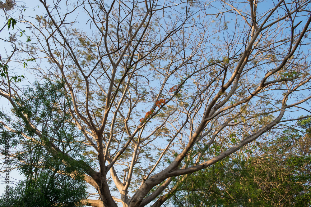 Flam-boyant, The Flame Tree, Royal Poinciana, tree sprawl branch Flam-boyant, The Flame Tree, Royal Poinciana, tree sprawl branch