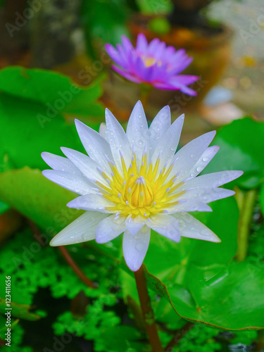 Lotus flower on nature background