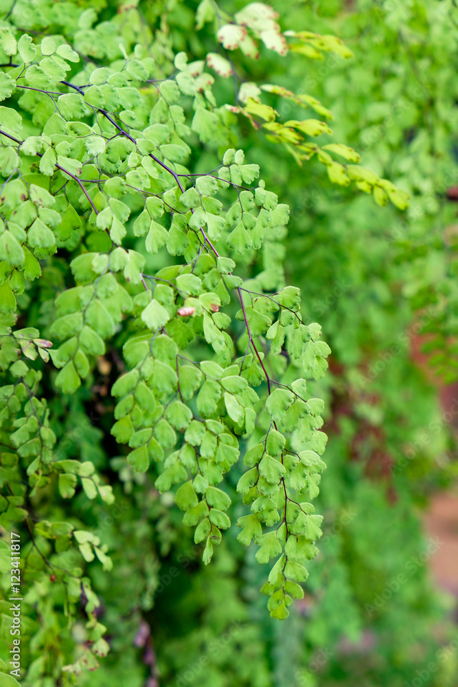 Maiden Hair Fern Adiantum Sp green leaf shiny close up Maiden Hair Fern Adiantum Sp green leaf shiny close up