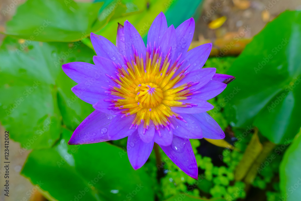 Lotus flower on nature background Lotus flower on nature background