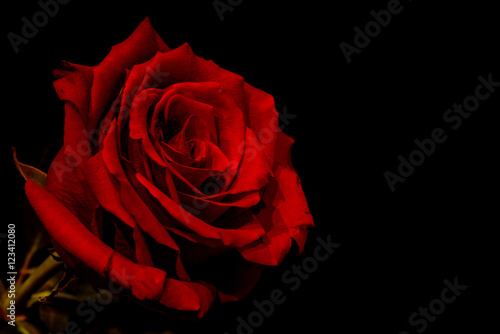 Fototapeta Naklejka Na Ścianę i Meble -  red rose black background