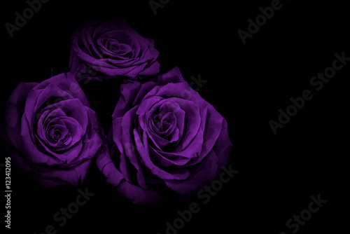lilac roses black background