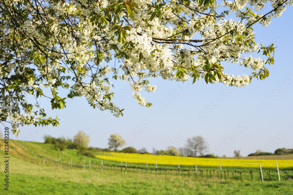 Landschaft mit blühendem Kirschbaum im Frühling Landschaft mit blühendem Kirschbaum im Frühling