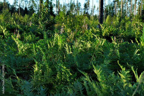 green fern