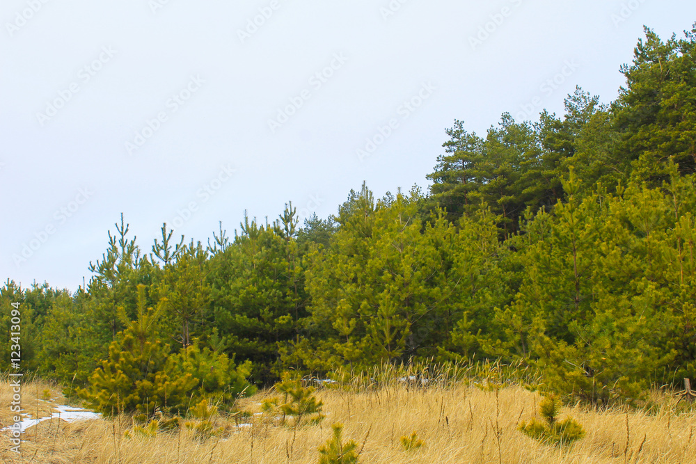 Obraz premium Pine forest