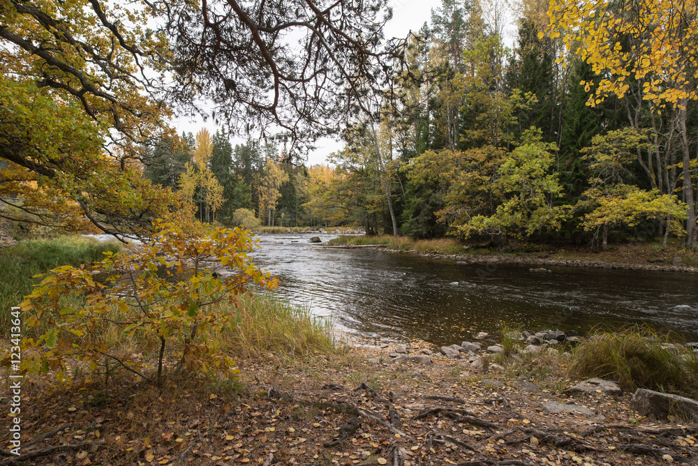 Swedish river landscape in autumn