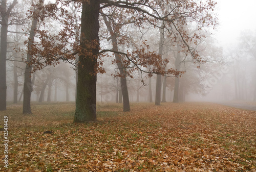 Autumn landscape.