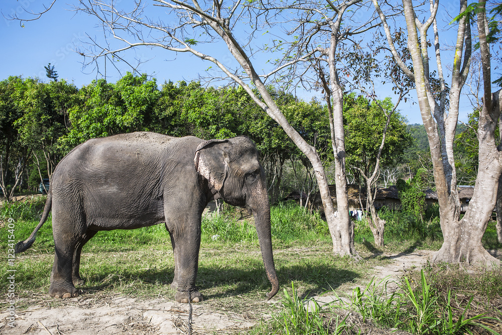 Fototapeta premium asia elephant in thailand