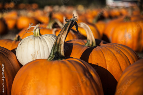 Pumpkin patch in Half Moon Bay, California