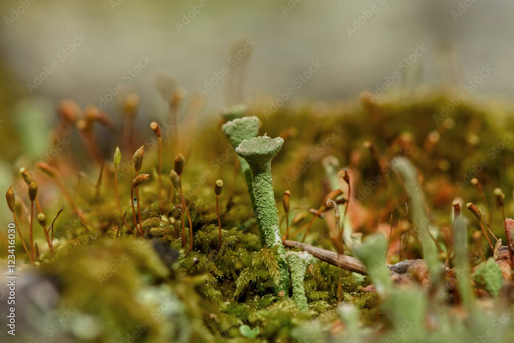 moss fungus macro background slime moss fungus macro background slime