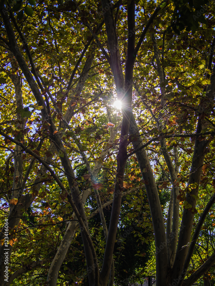 Obraz premium Sunlight Through A Tree