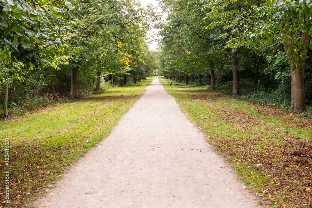 Long straight dirt road of white soil in the middle of forest