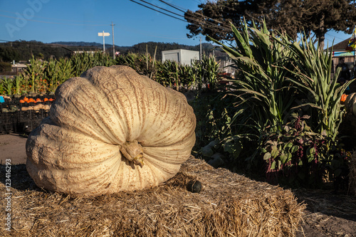 Giant pumpkin at a Halloween market in Half Moon Bay, California