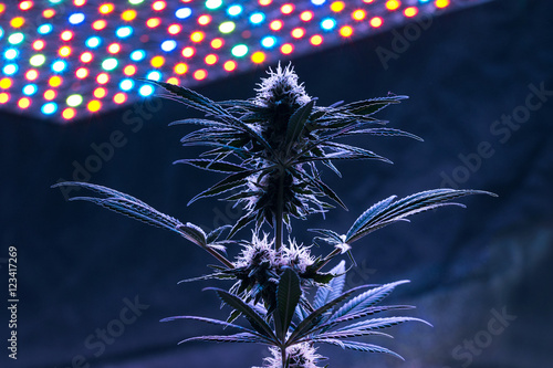 Wallpaper Mural Amsterdam, coltivazione indoor marijuana Torontodigital.ca