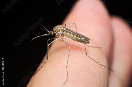 Common house mosquito (Culex pipiens) preparing for bite human skin
