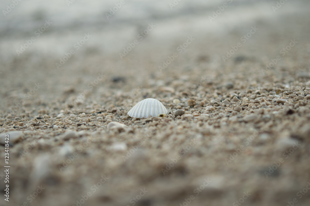 Orebic,seashell on a pebble beach,Croatia,Europe Orebic,seashell on a pebble beach,Croatia,Europe