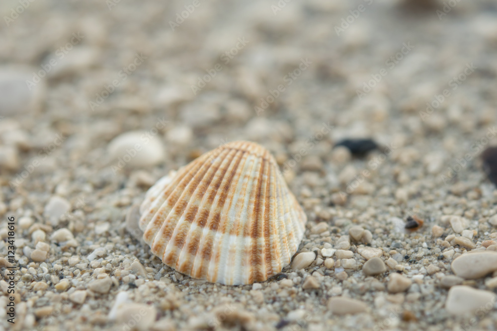 Orebic,seashell on a pebble beach,Croatia,Europe Orebic,seashell on a pebble beach,Croatia,Europe