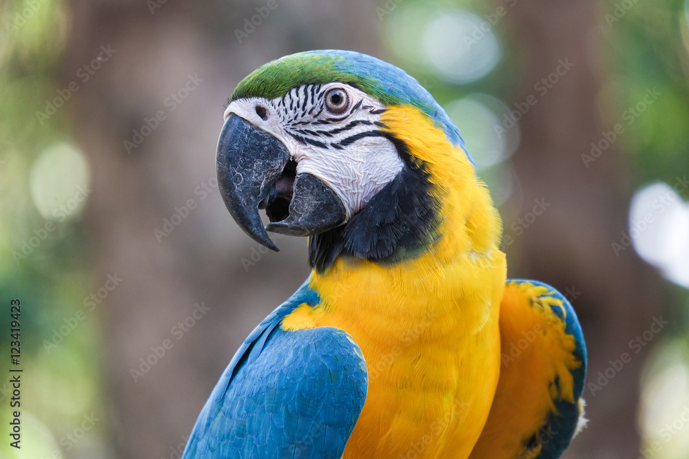 Naklejka premium Beautiful Blue and gold macaw bird - Tropical parrot