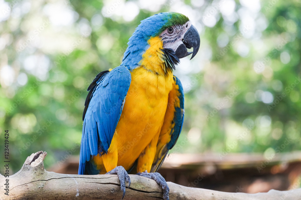 Obraz premium Beautiful Blue and gold macaw bird - Tropical parrot
