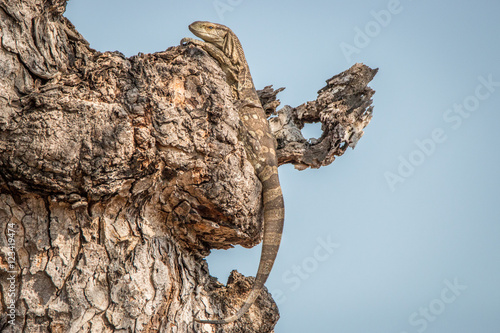 Rock monitor in a tree. photo