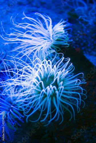 Illuminated sea anemone