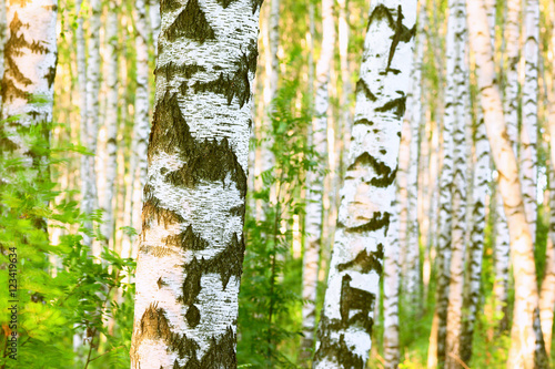 summer in birch forest