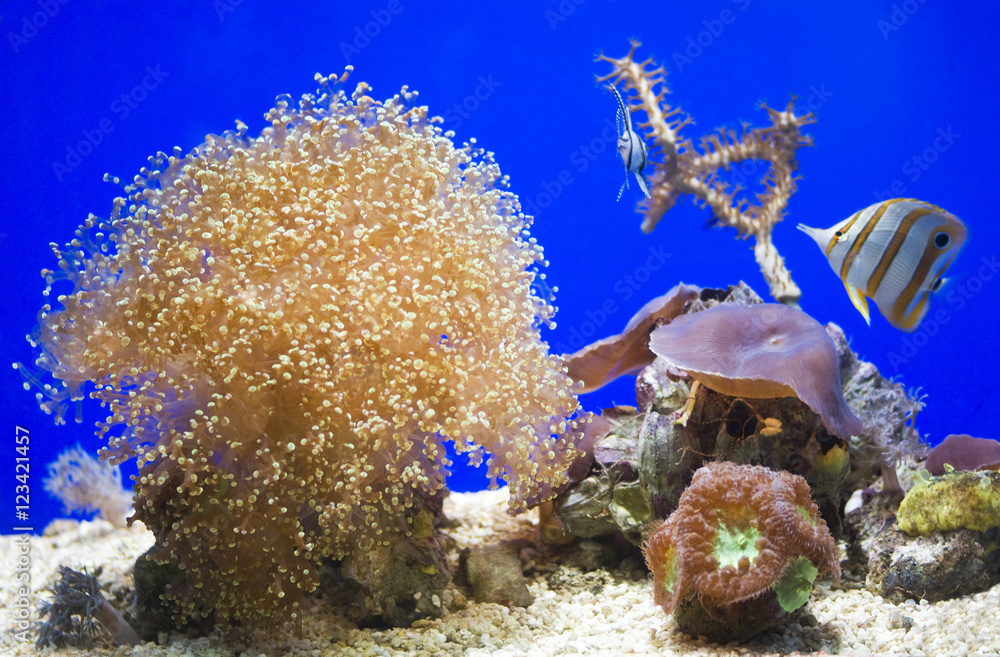 Fototapeta premium Sea Anemone in the aquarium