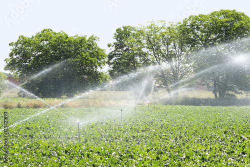 automatic sprinkler irrigation system in vegetable crops  in Castilla fields