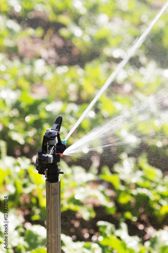 automatic sprinkler irrigation system in vegetable crops in Castilla fields