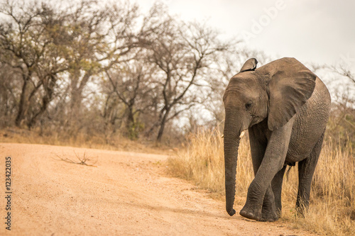 An Elephant walking on the road.