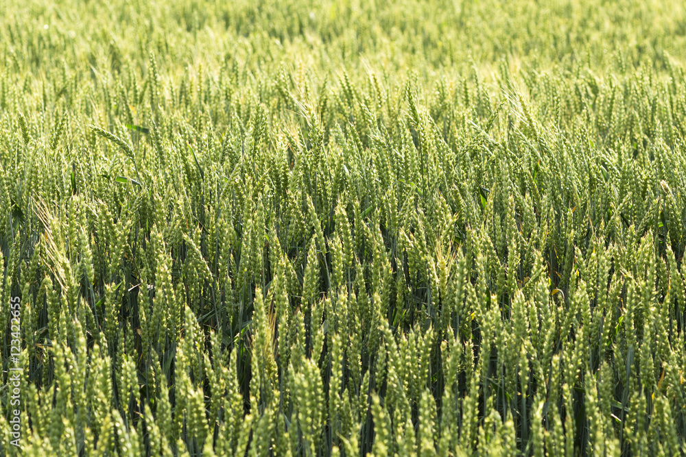 wheat vegetable crops in Castilla fields , Spain wheat vegetable crops in Castilla fields , Spain