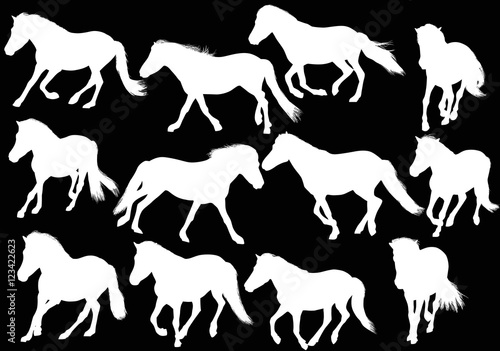 twelve white horses on black