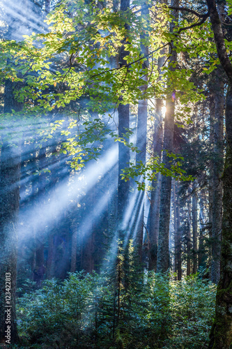 Magic sunlight in green forest at morning time in autumn