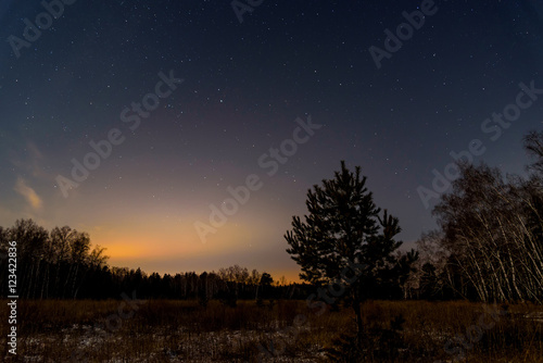 star sky forest trees © Iri_sha