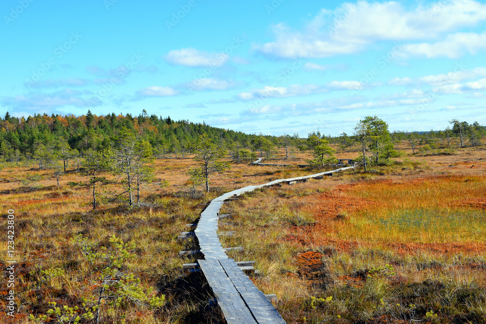 Colorful autumn landscape on bog Torronsuo National Park, Finland