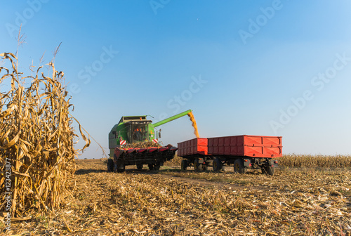 Pouring corn grain into tractor trailer