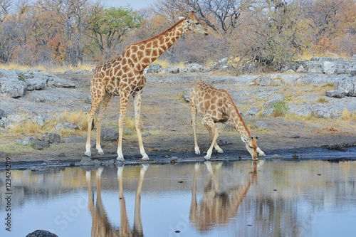 Giraffen (giraffa camelopardalis) am Wasserloch im Etosha Nationalpark